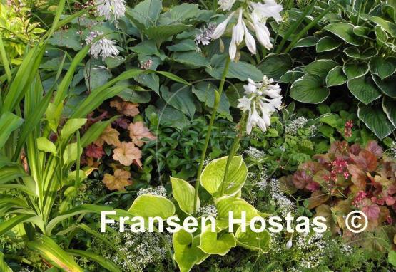 Hosta Tappan Zee