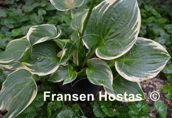 Hosta Tappan Zee