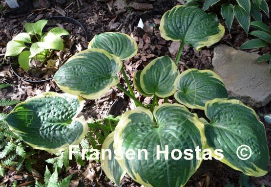 Hosta Tappan Zee