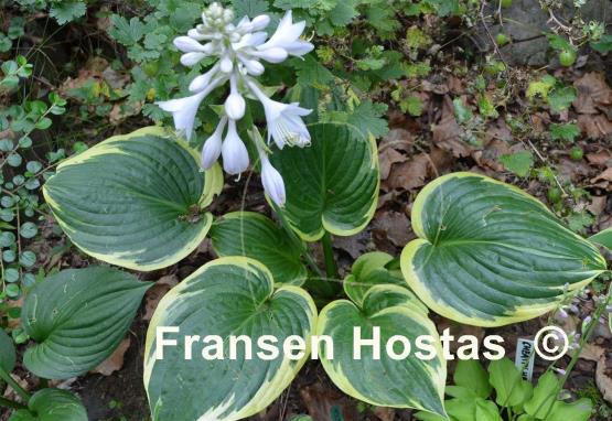 Hosta Tappan Zee
