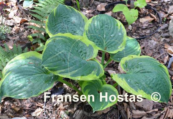 Hosta Tappan Zee