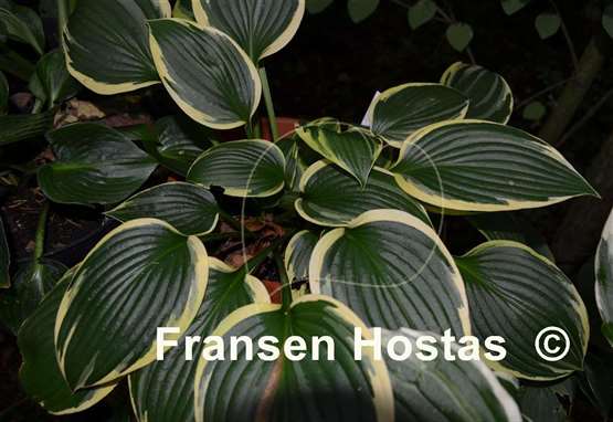 Hosta Tara