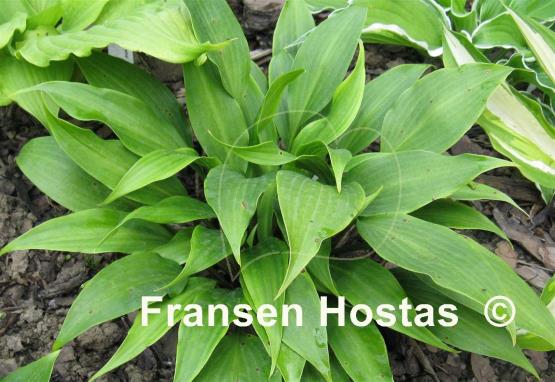 Hosta Tardiflora
