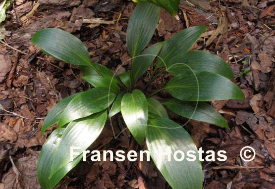 Hosta Tardiflora