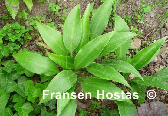 Hosta Tardiflora