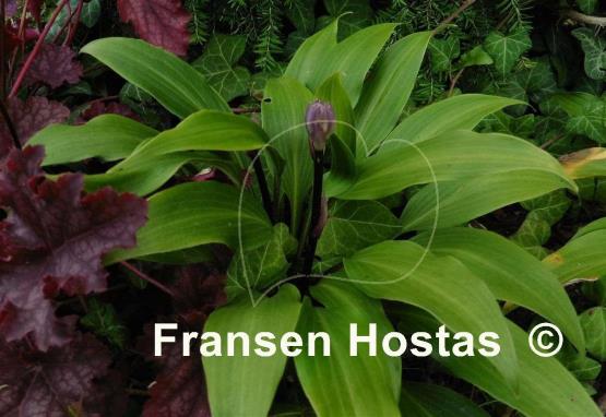 Hosta Tardiflora