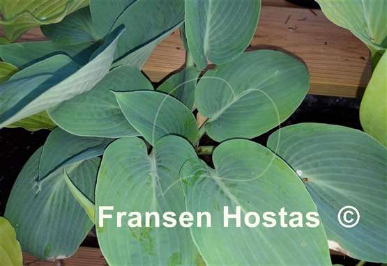 Hosta Tarheel Blue