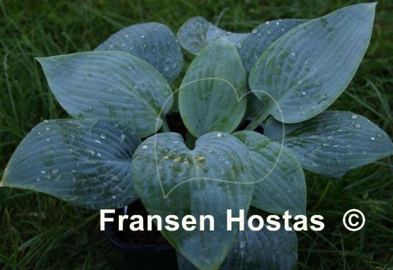 Hosta Tarheel Blue