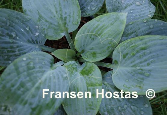 Hosta Tarheel Blue