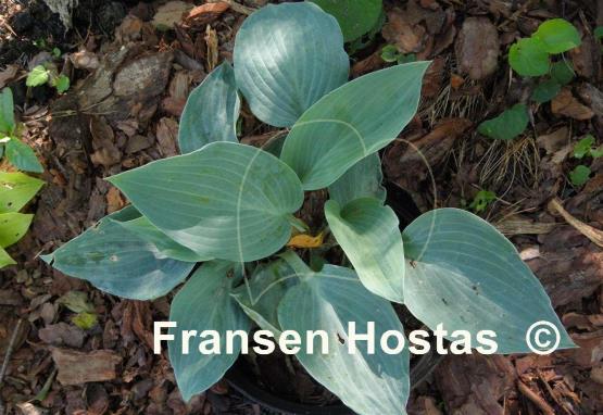 Hosta Tarheel Blue