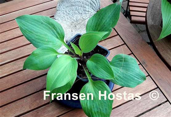 Hosta Tasmanian Toad