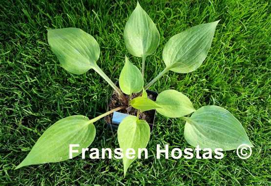 Hosta Tasmanian Toad