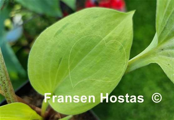 Hosta Tasmanian Toad