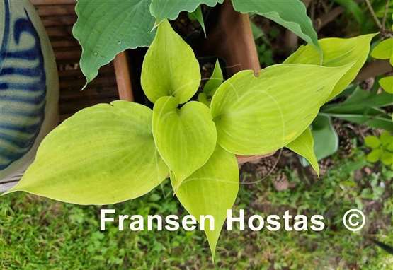 Hosta Tasmanian Toad