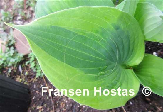 Hosta Tatooine