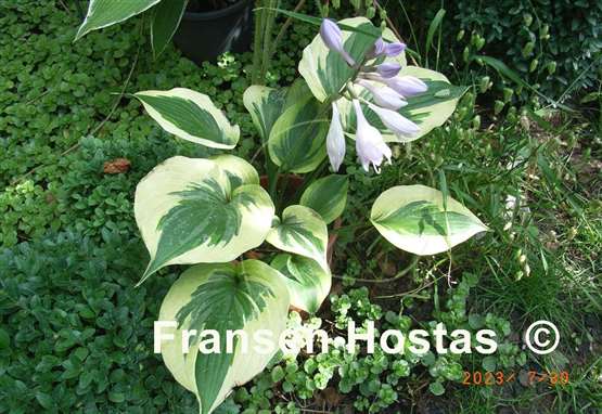 Hosta Tatooine