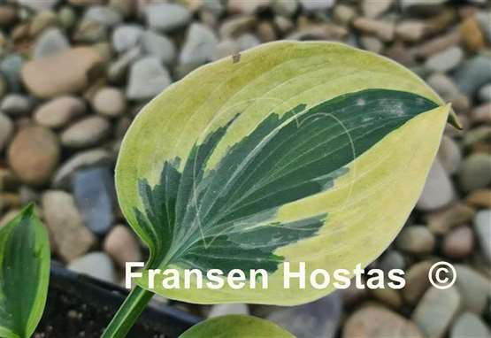 Hosta Tatooine