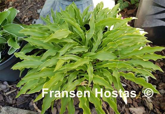 Hosta Tattle Tails