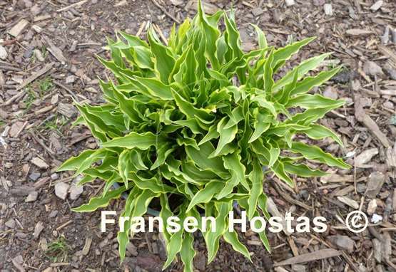 Hosta Tattle Tails