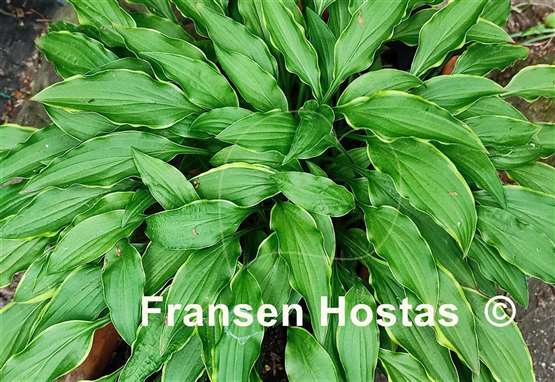 Hosta Tattle Tails