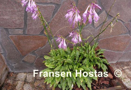 Hosta Tattle Tails