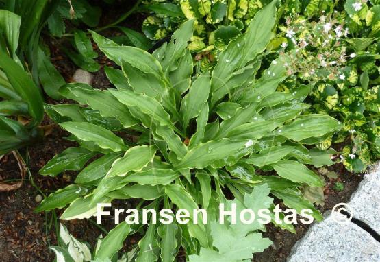 Hosta Tattle Tails