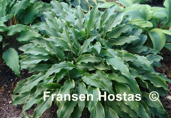 Hosta Tattle Tails