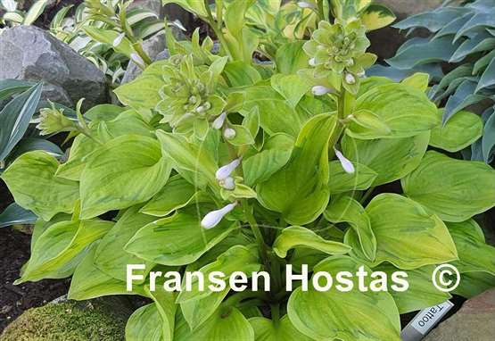 Hosta Tattoo 