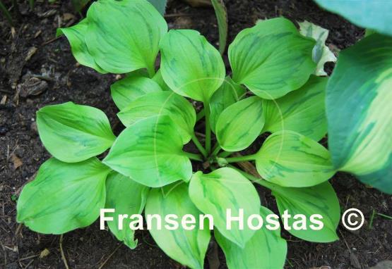 Hosta Tattoo