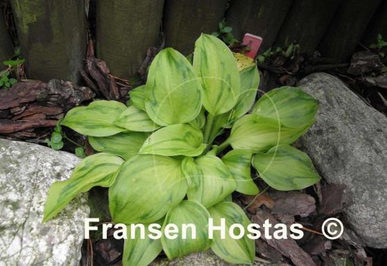 Hosta Tattoo