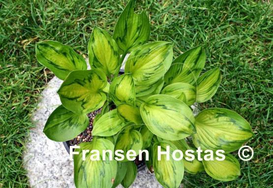 Hosta Tattoo