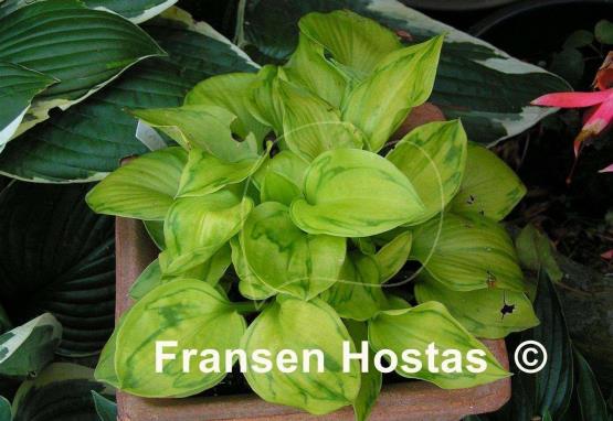 Hosta Tattoo