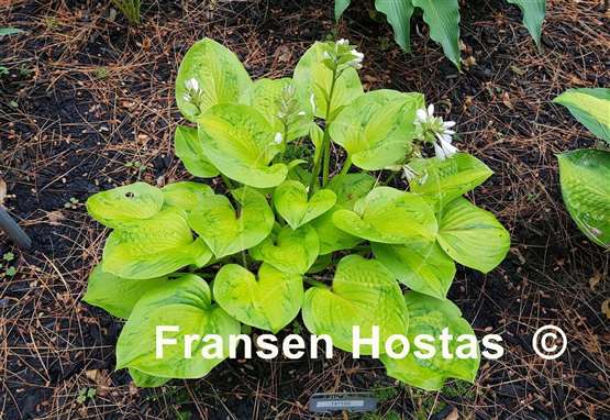 Hosta Tattoo