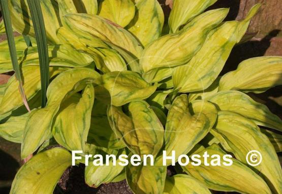 Hosta Tattoo