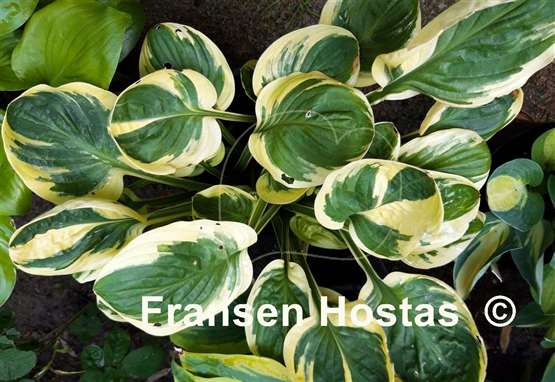 Hosta Tea and Crumpets