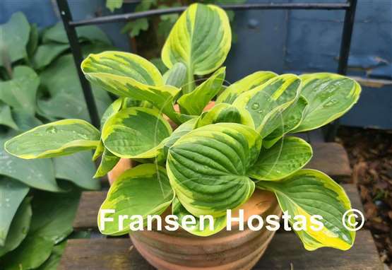 Hosta Tea and Crumpets