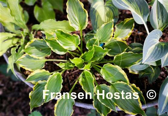 Hosta Tea at Bettys