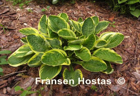 Hosta Tea and Crumpets