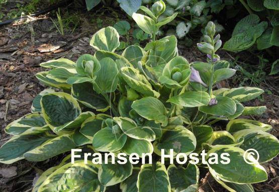 Hosta Tea and Crumpets