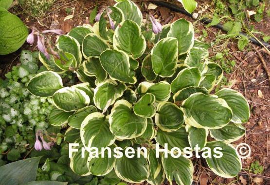 Hosta Tea and Crumpets