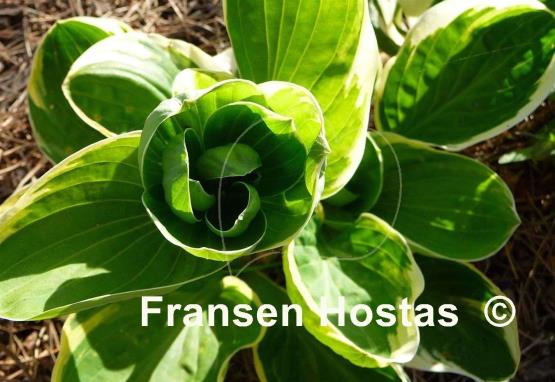 Hosta Tea and Crumpets