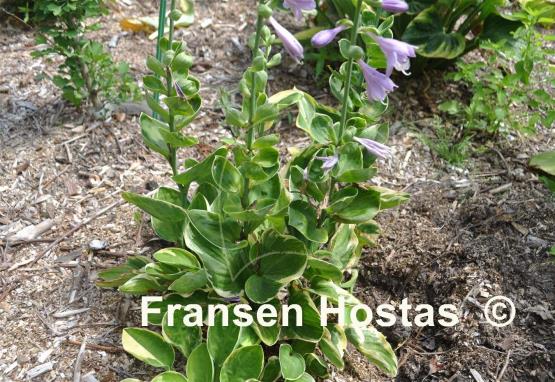 Hosta Tea and Crumpets