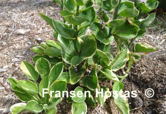 Hosta Tea and Crumpets