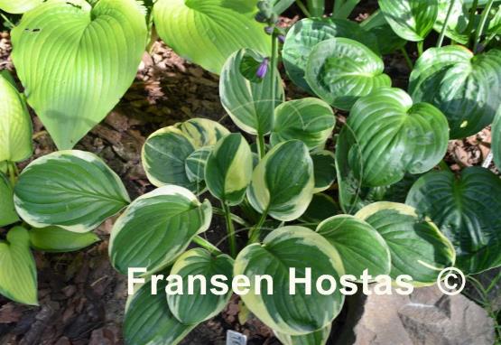 Hosta Tea and Crumpets