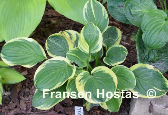Hosta Tea and Crumpets