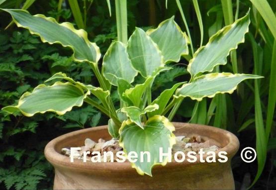 Hosta Tea at Bettys