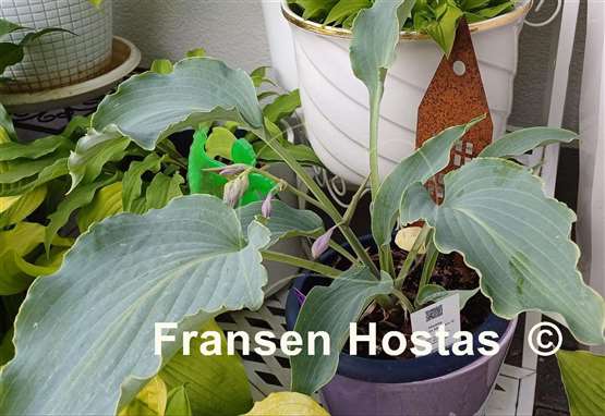 Hosta Tears in Heaven