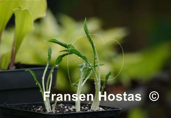 Hosta Tears of Joy
