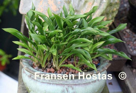 Hosta Tears of Joy