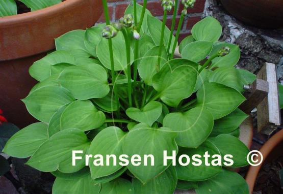 Hosta Teaspoon